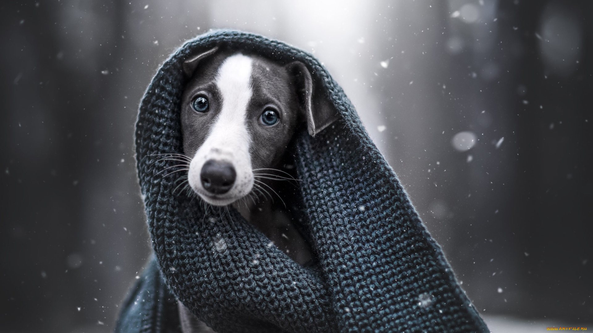 животные, собаки, собака