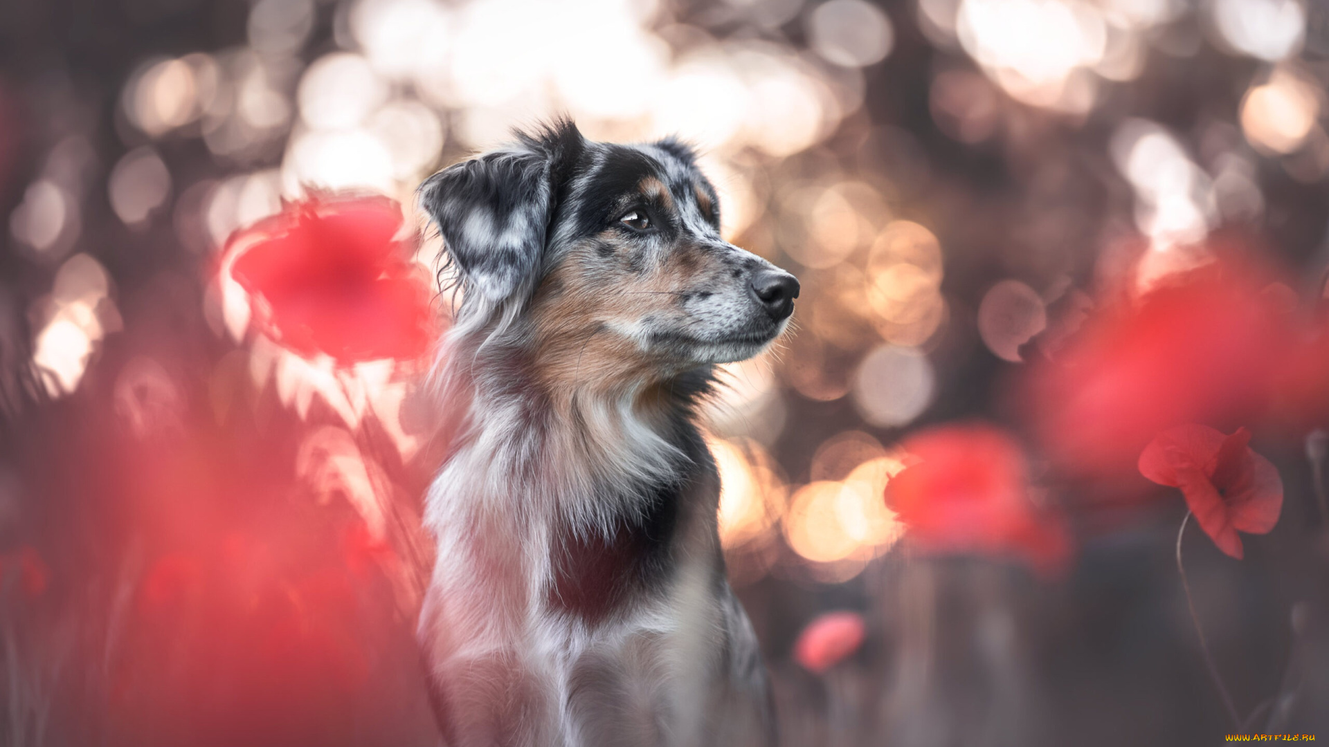 животные, собаки, собака