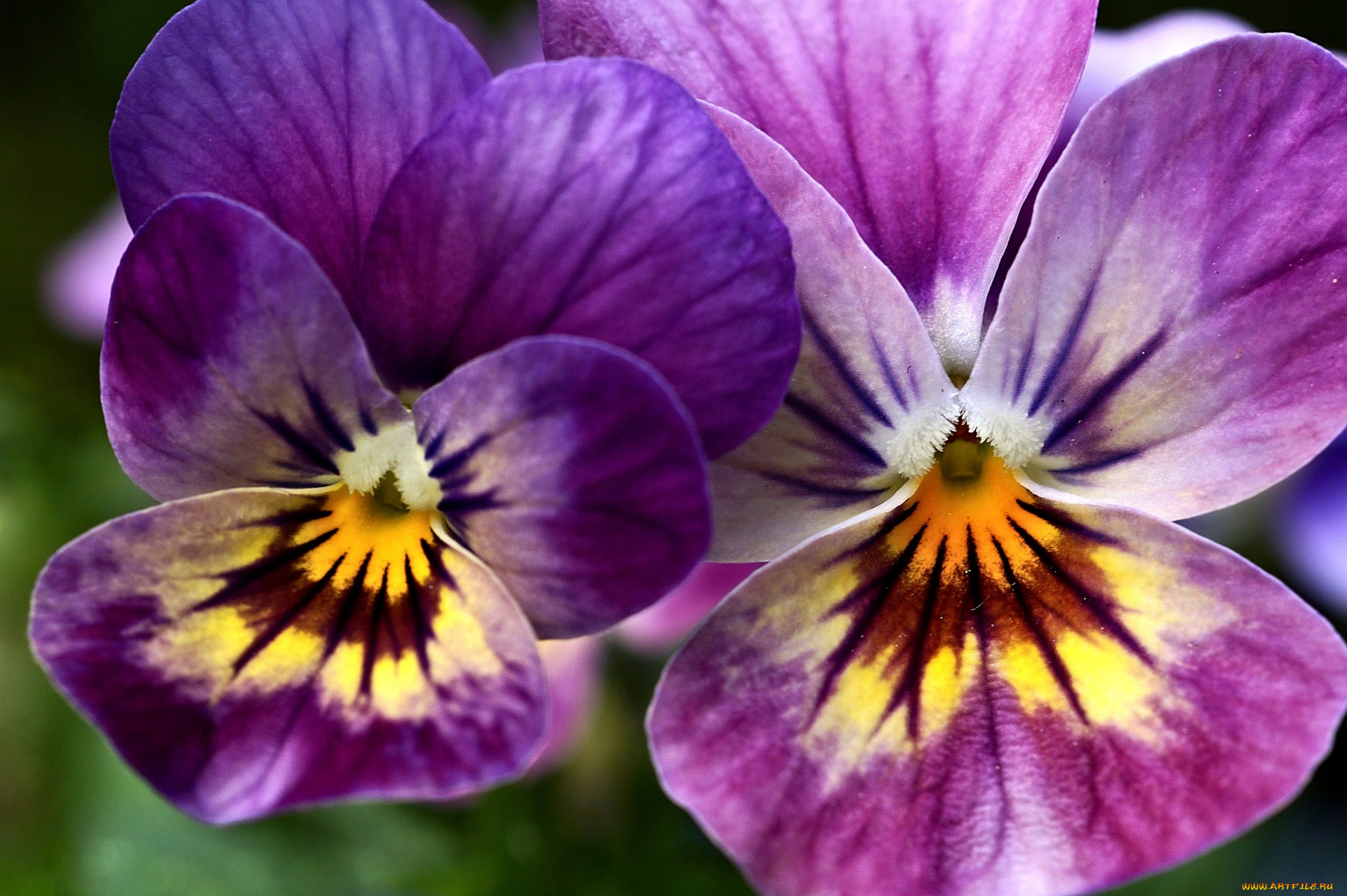 цветы, анютины, глазки, , садовые, фиалки, дуэт, анютины, глазки, макро