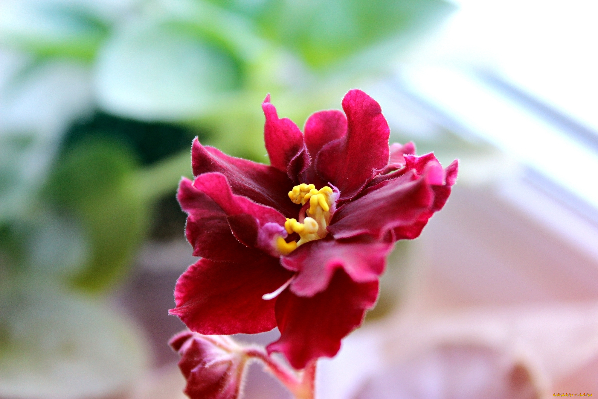 цветы, фиалки, пармская, фиалка