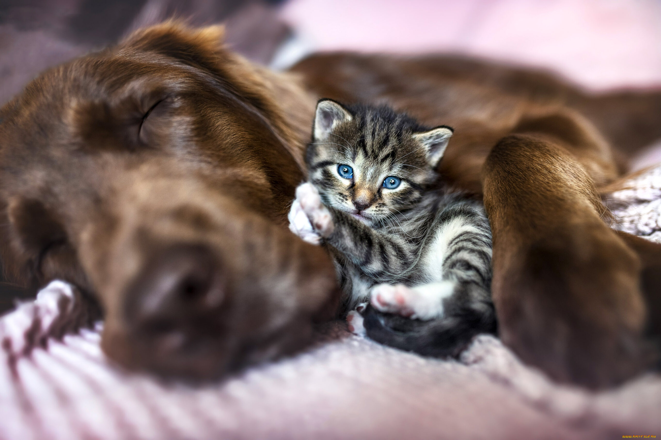 животные, разные, вместе, котёнок, собака