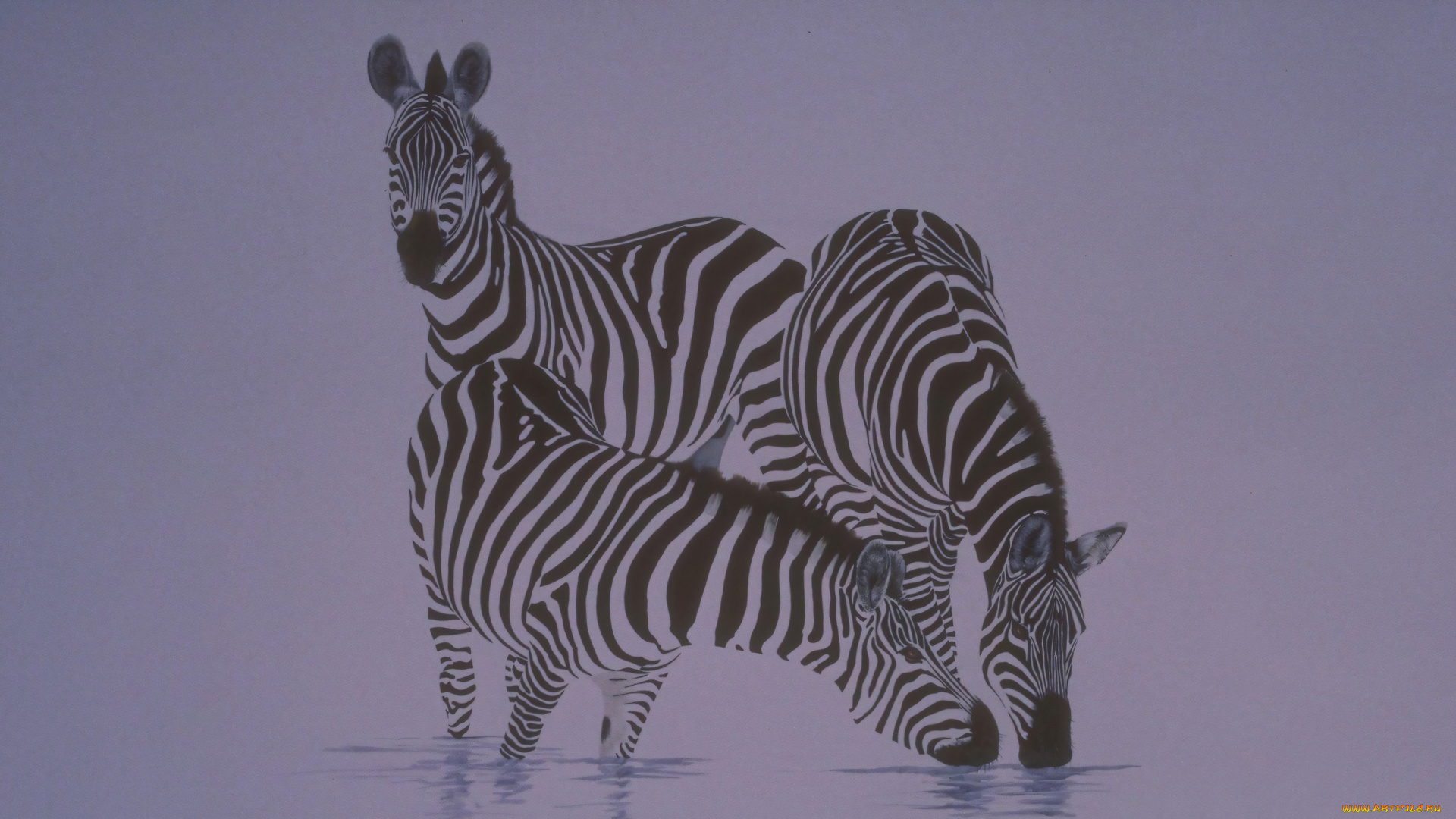 295867, рисованное, животные, , зебры, три, зебры