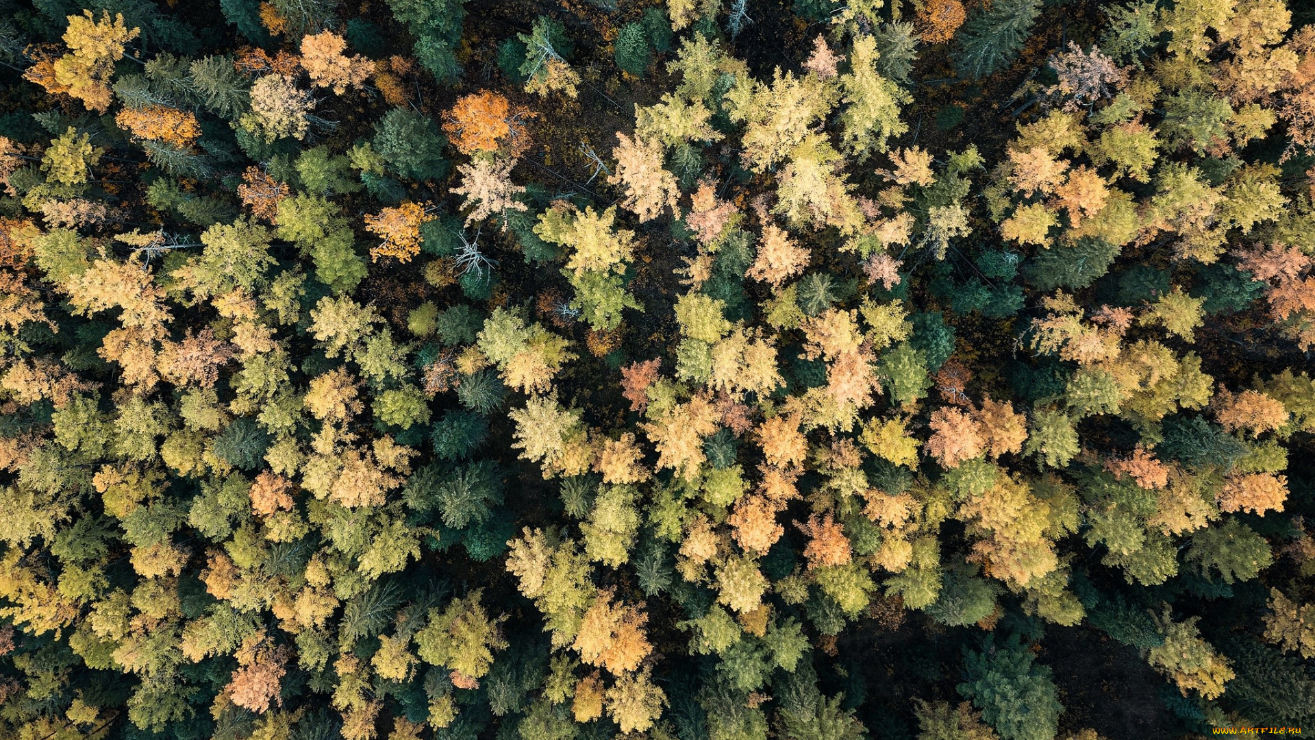 природа, лес, деревья, осень, панорама