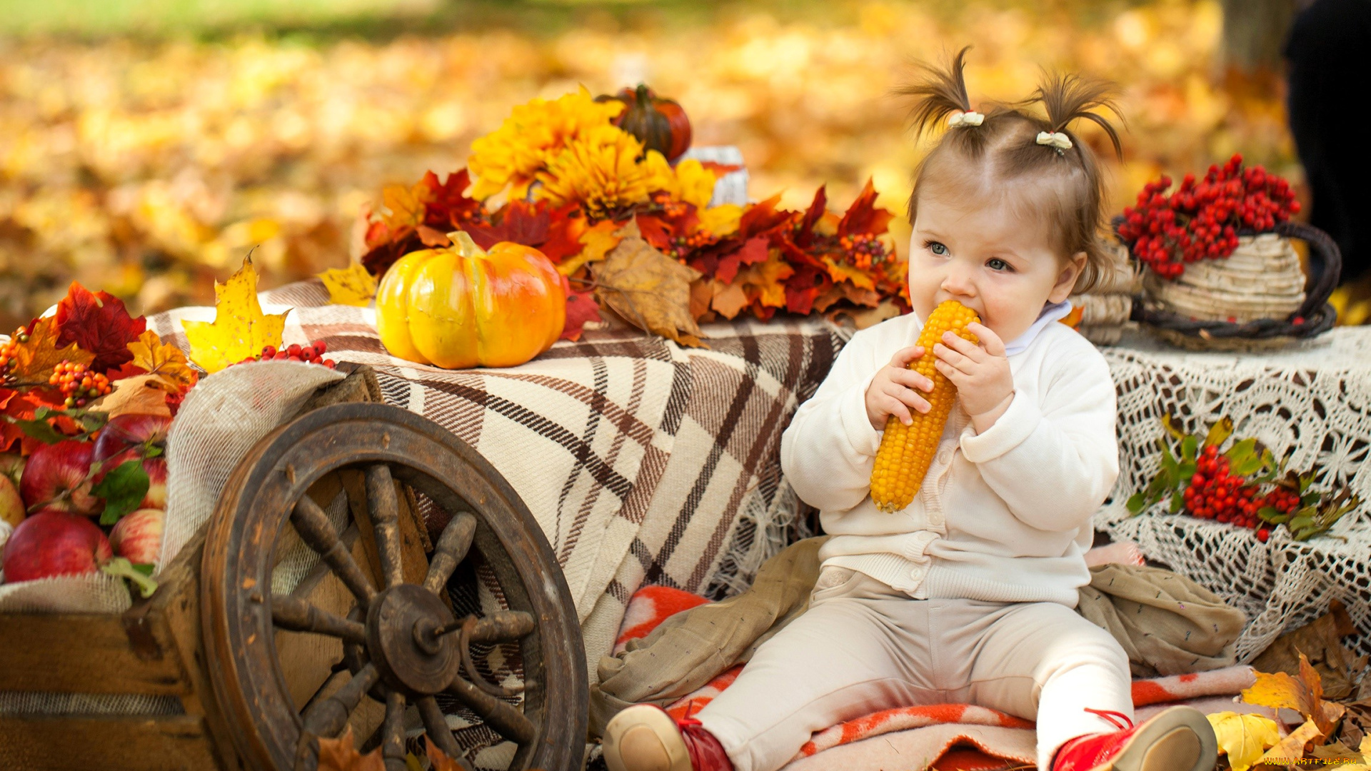 разное, дети, девочка, ребенок, кукуруза, колесо, листья, осень, тыква, рябина