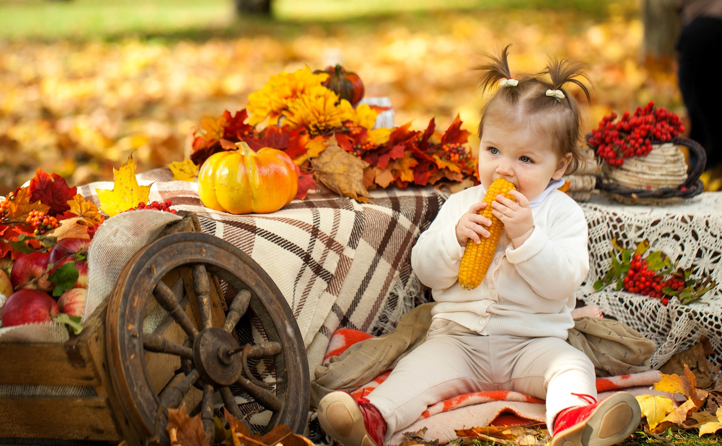 разное, дети, девочка, ребенок, кукуруза, колесо, листья, осень, тыква, рябина