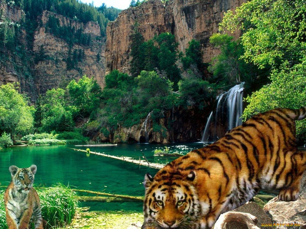 hunter, животные, тигры