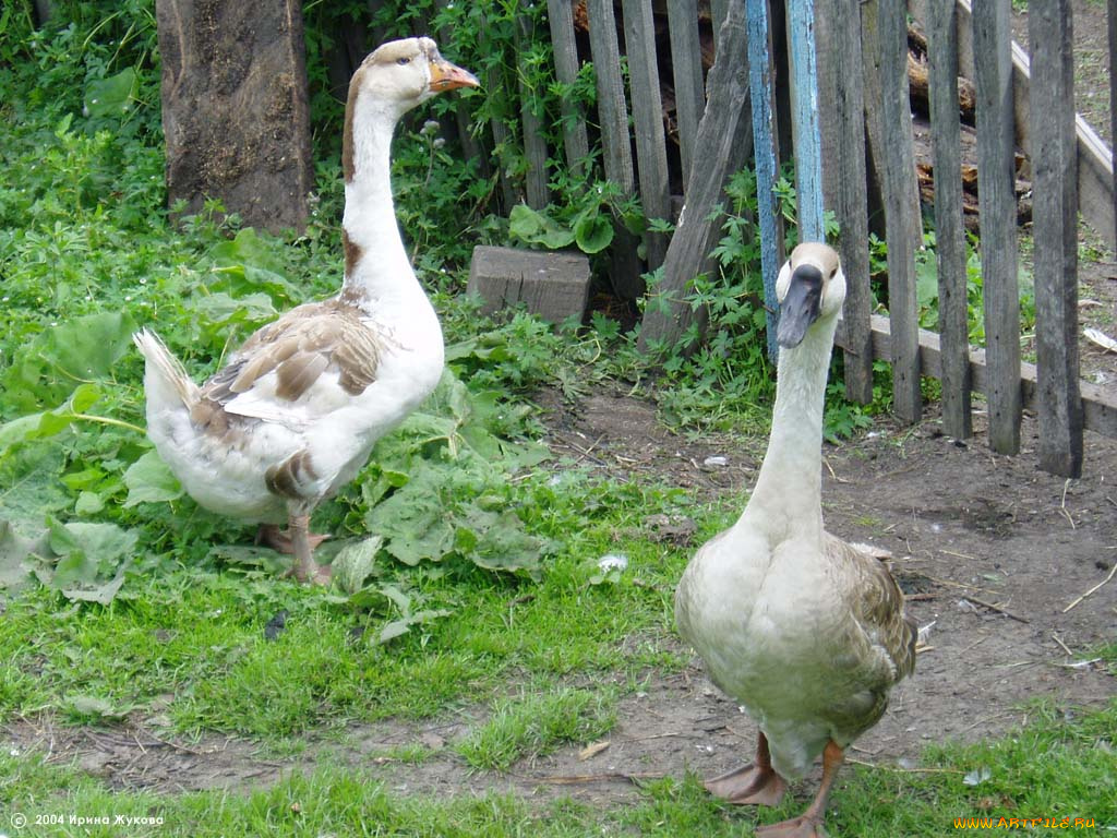 животные, гуси