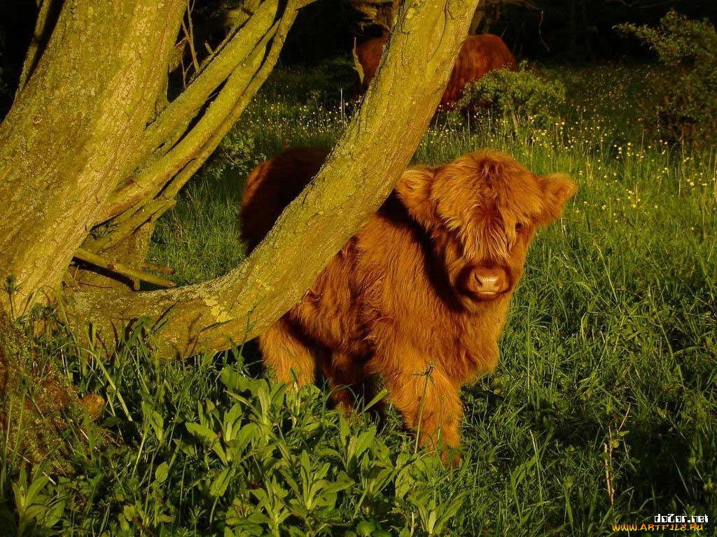 животные, коровы, буйволы