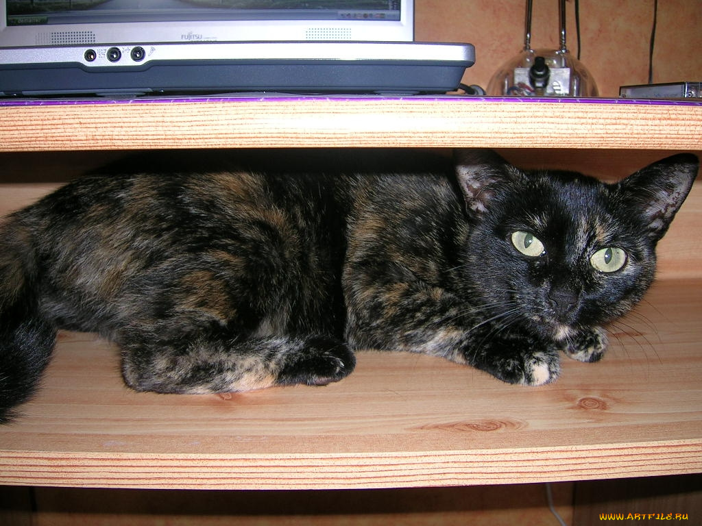 животные, коты