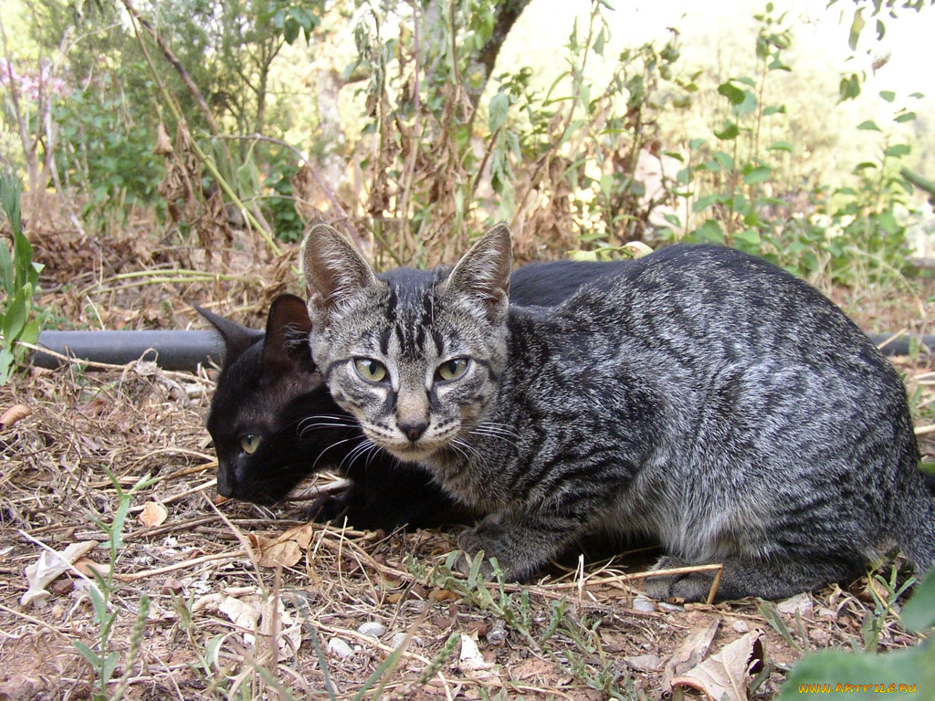 животные, коты