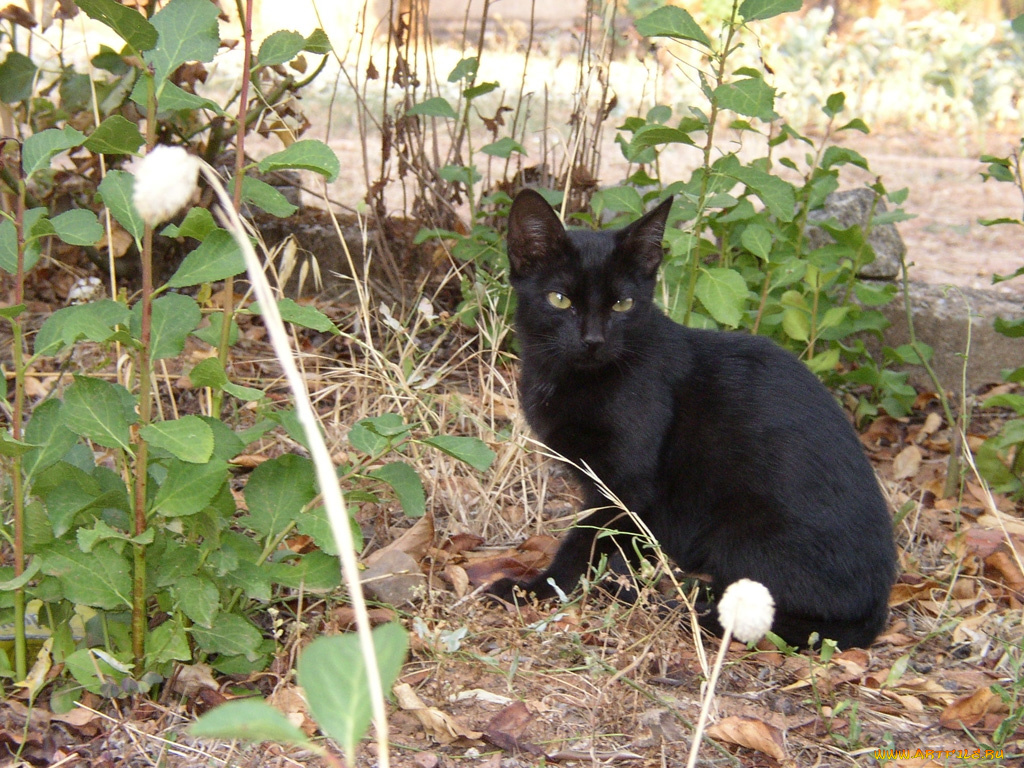 животные, коты