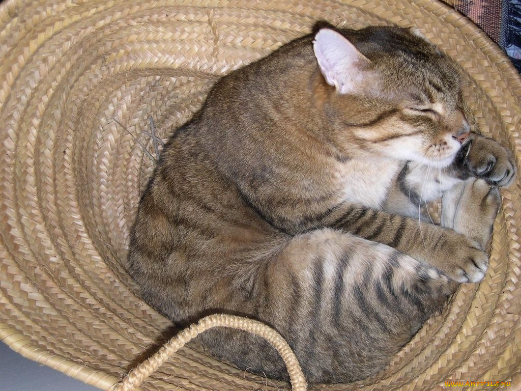 животные, коты