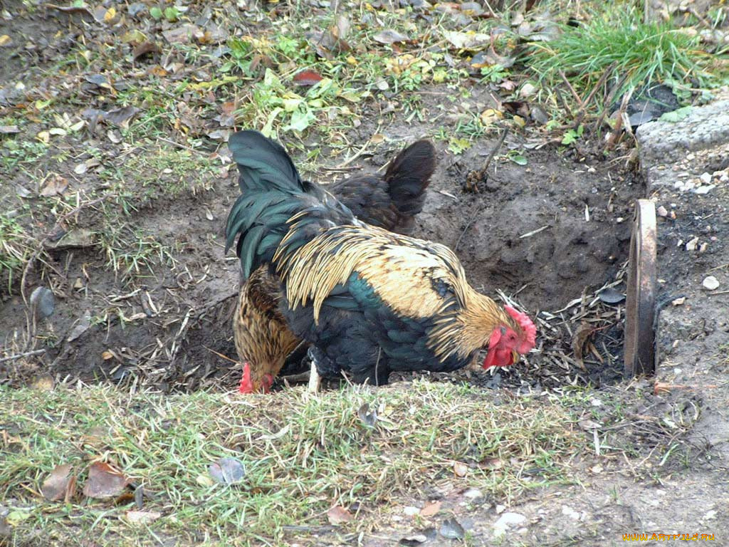 животные, куры, петухи