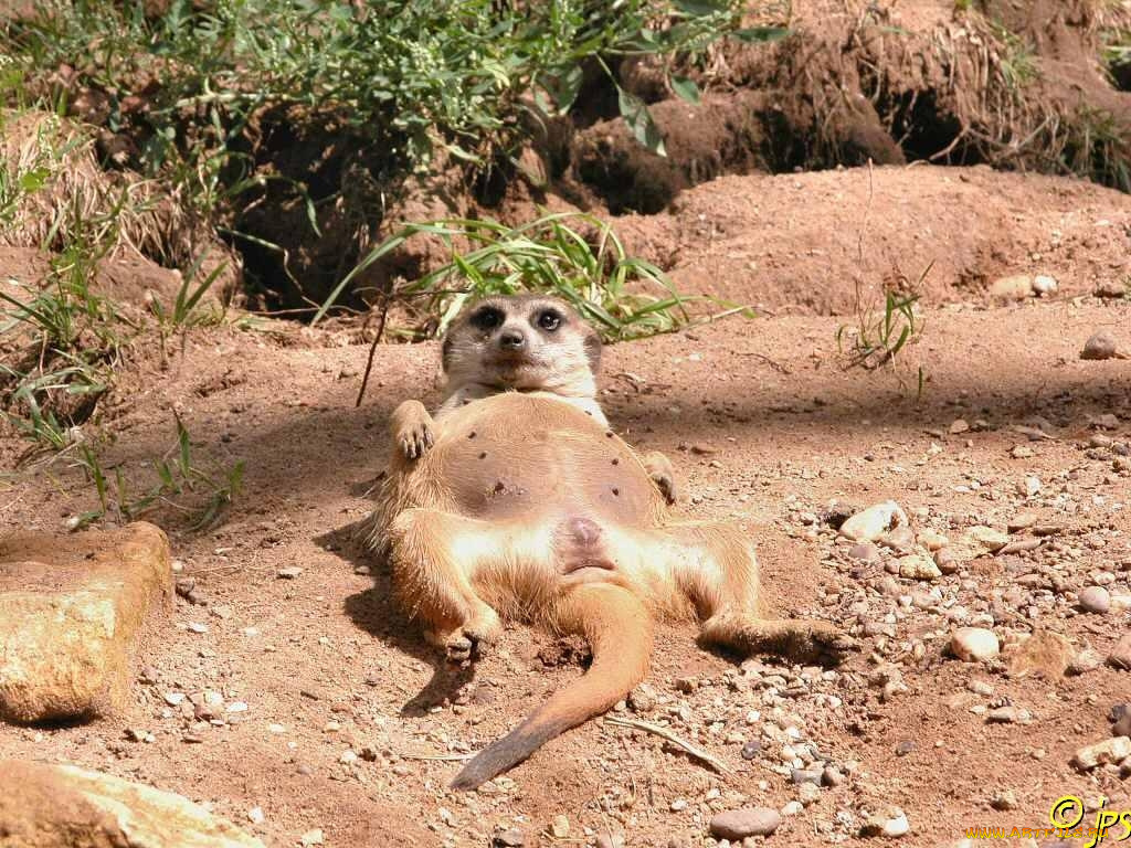 животные, сурикаты