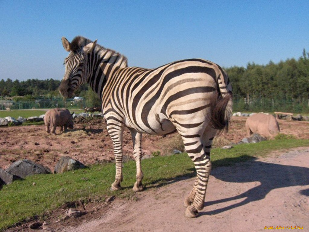 животные, зебры