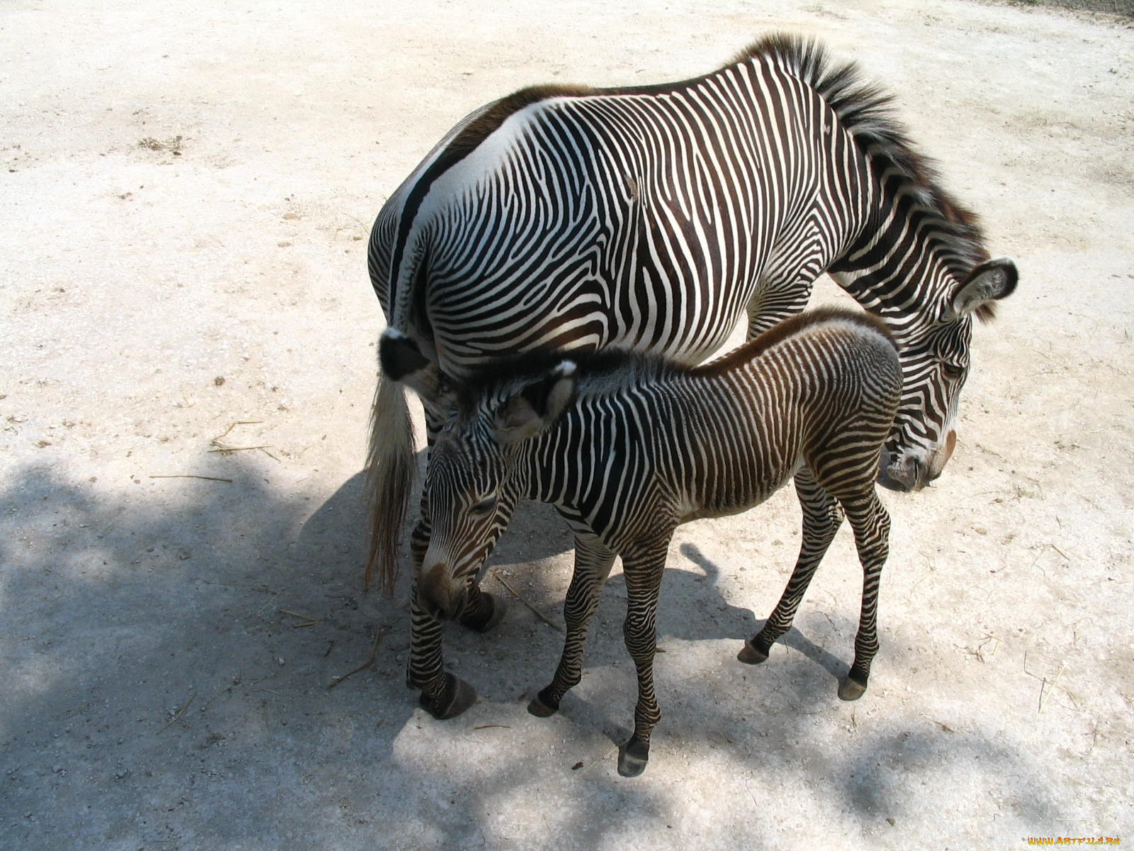 животные, зебры