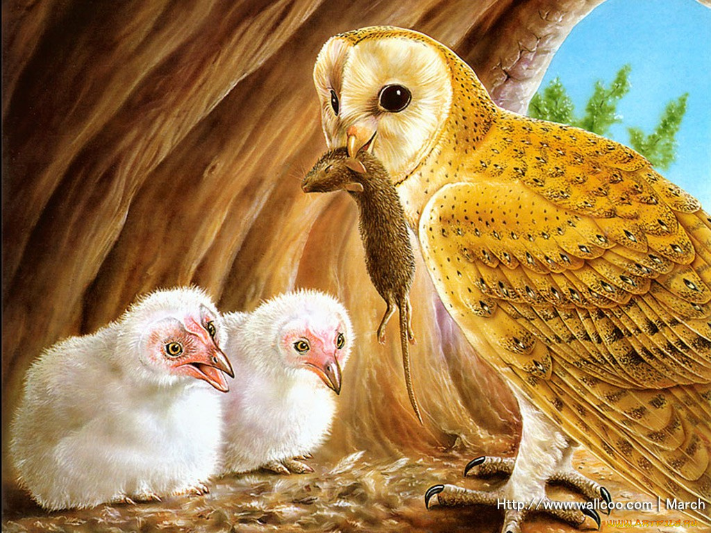 рисованные, животные, птицы