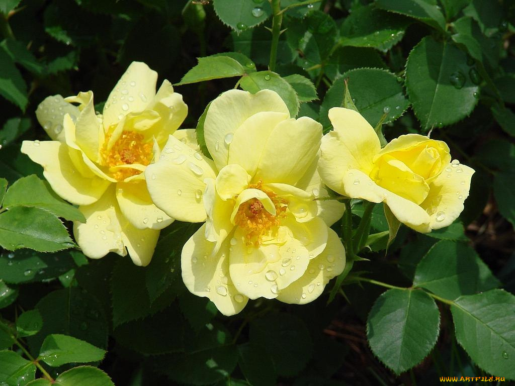 цветы, розы