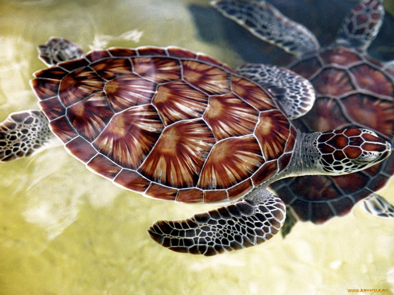 рисованные, животные