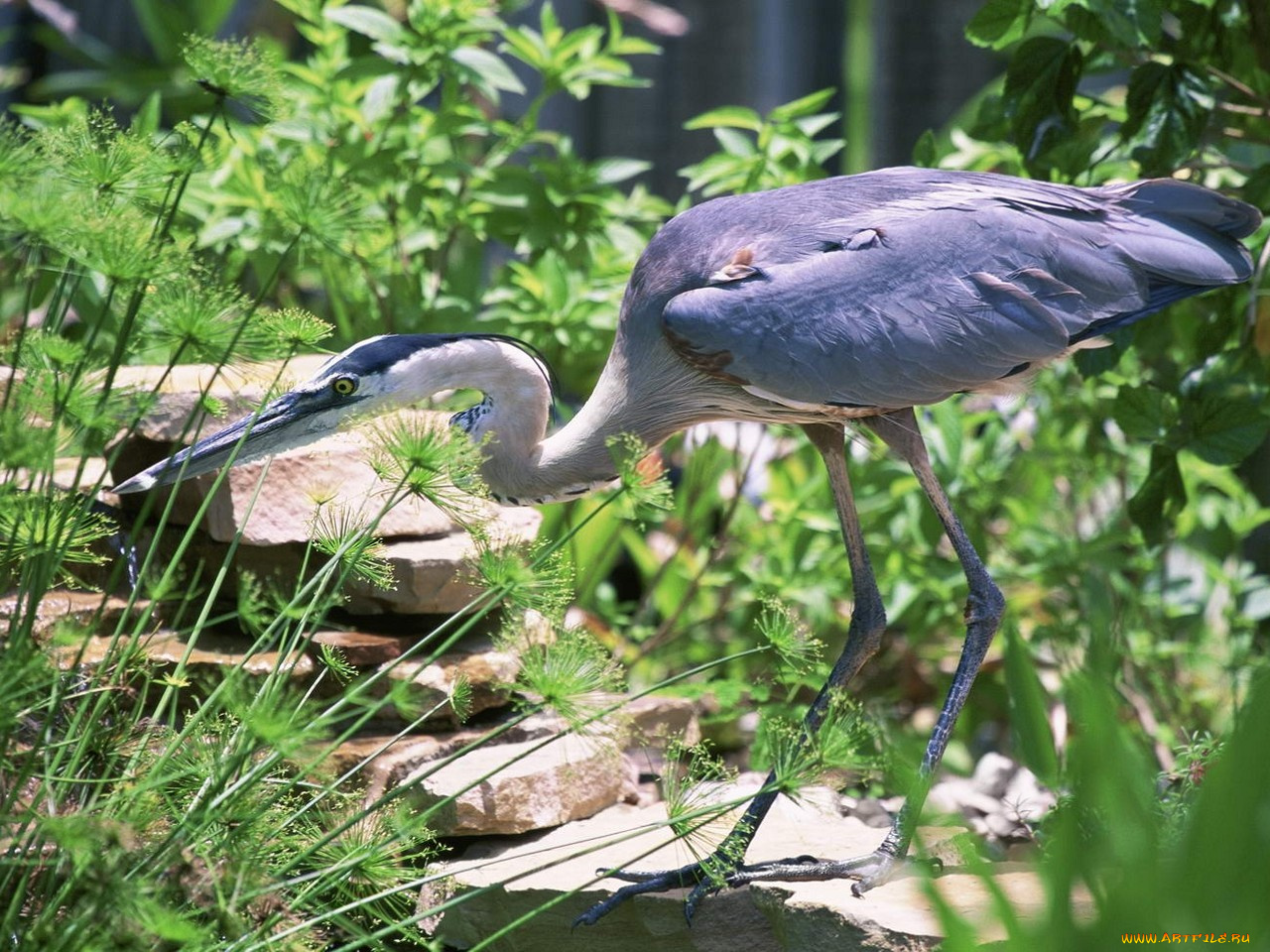животные, цапли