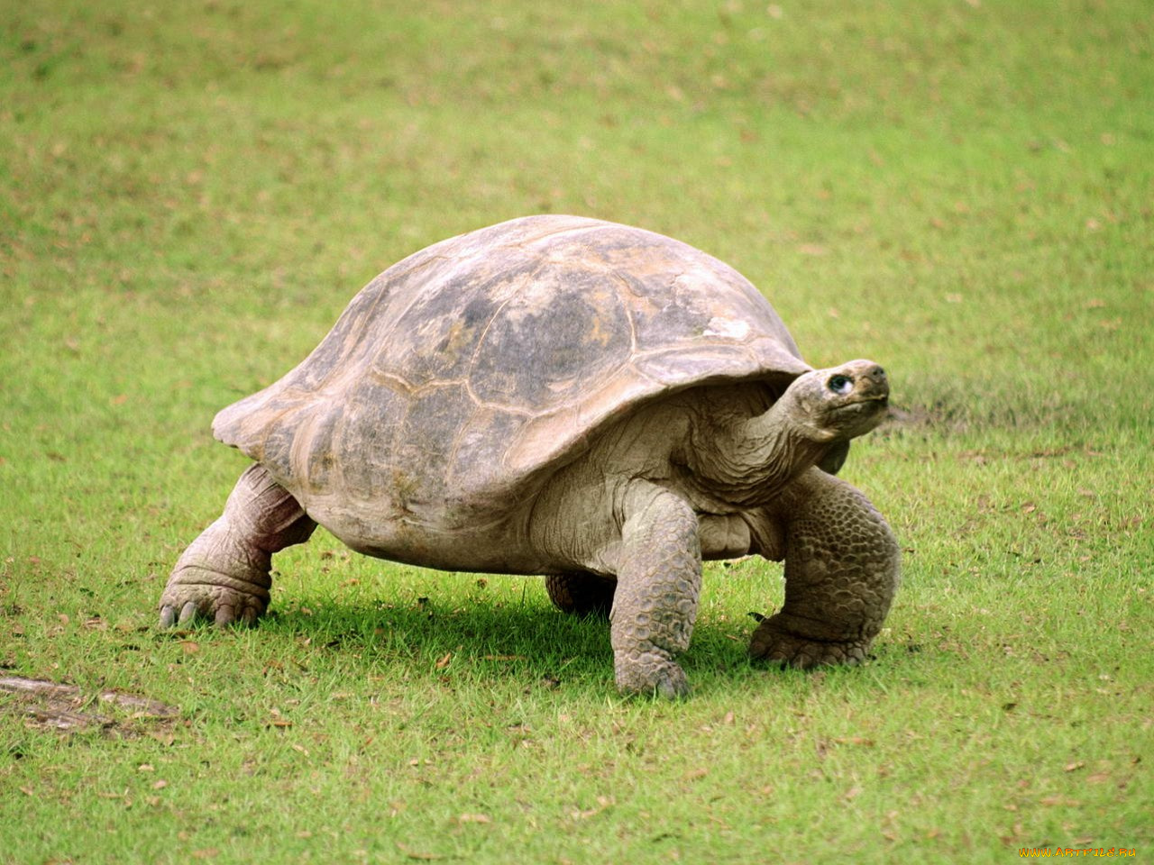 животные, Черепахи