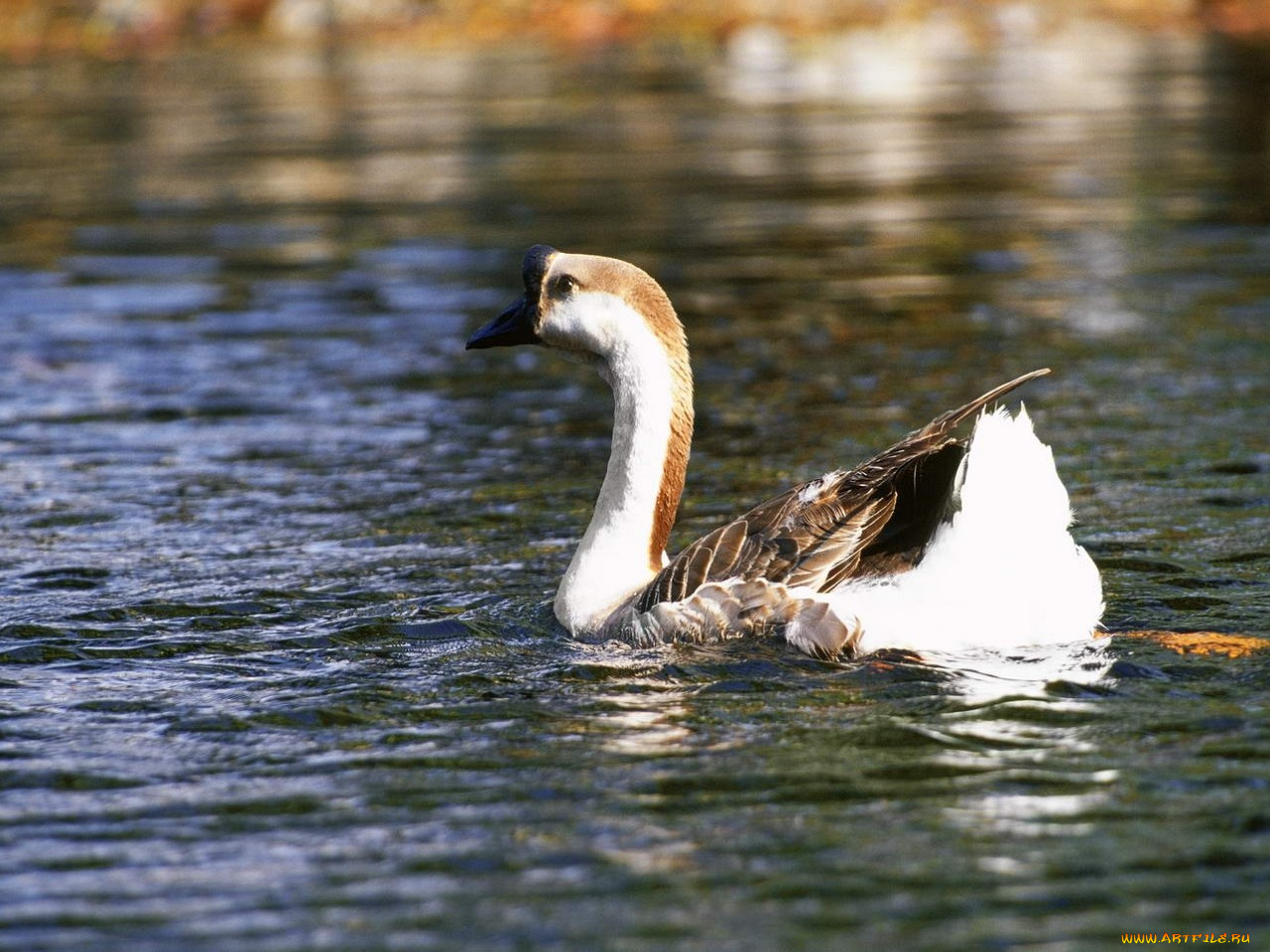 животные, гуси