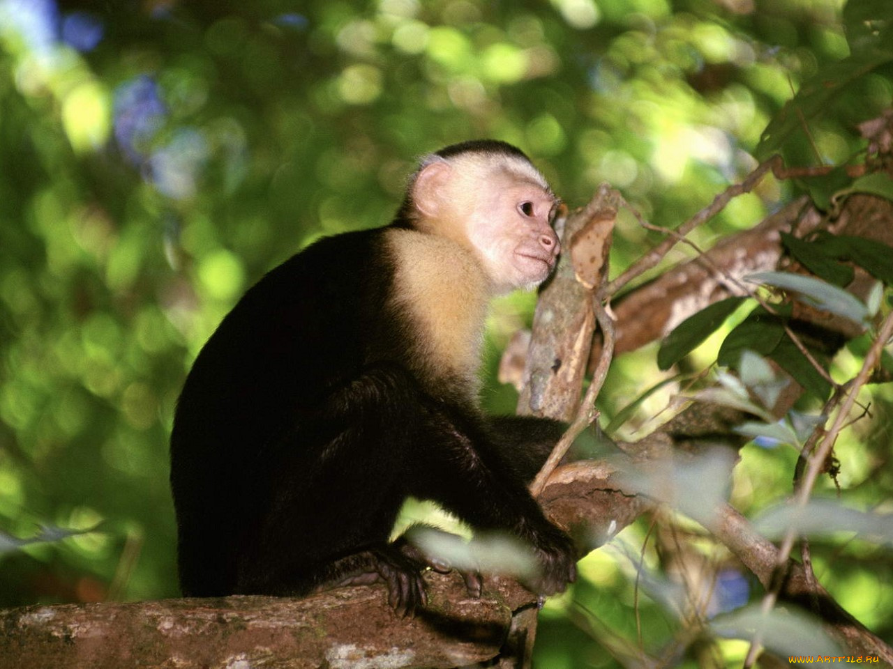 животные, обезьяны