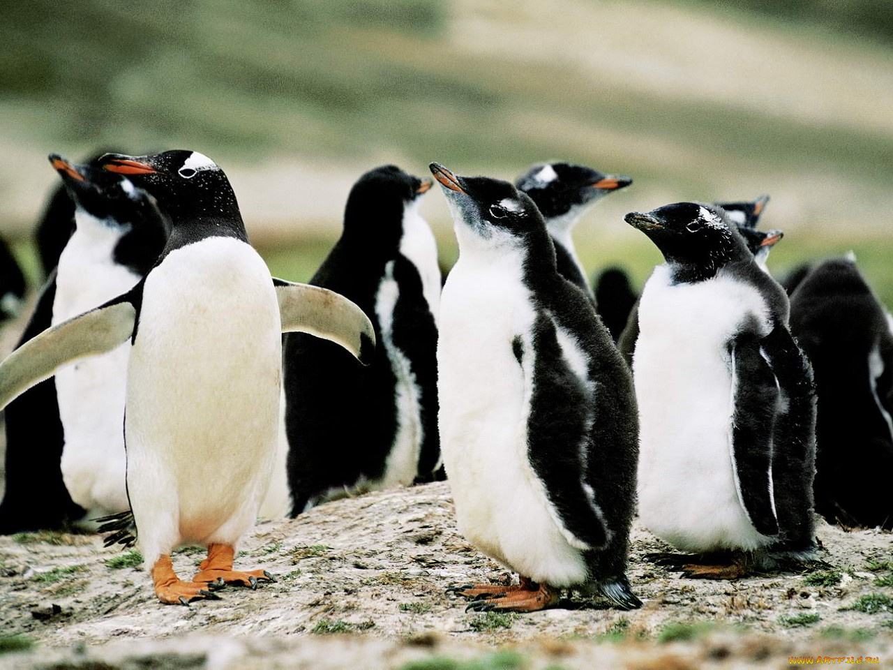 животные, пингвины