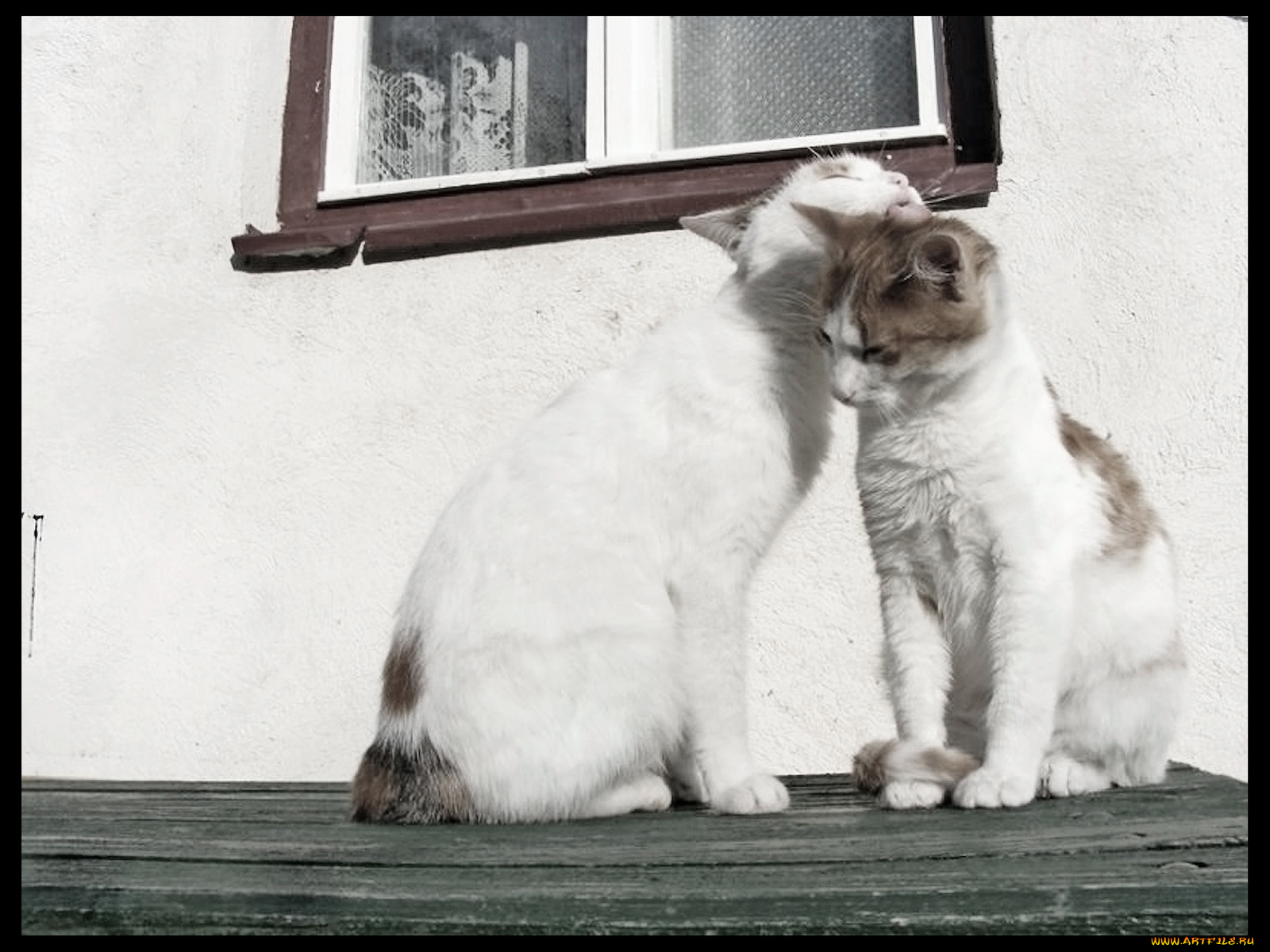 животные, коты