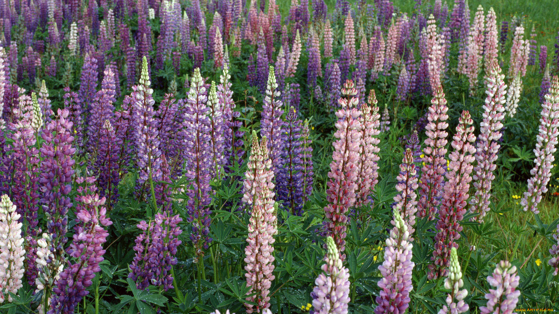 цветы, люпин