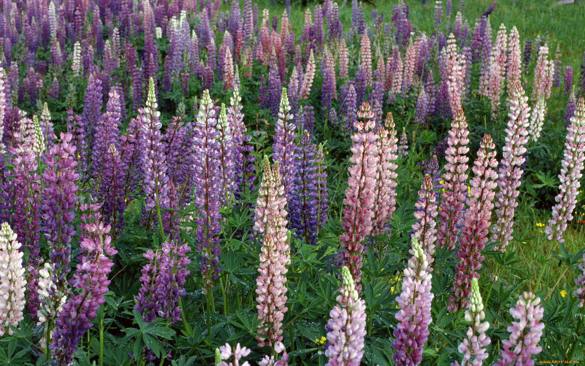 цветы, люпин