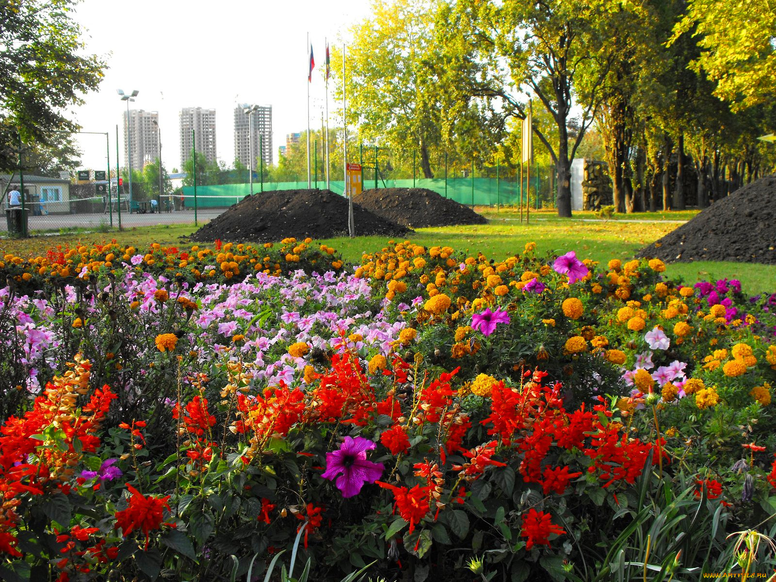 цветы, разные, вместе