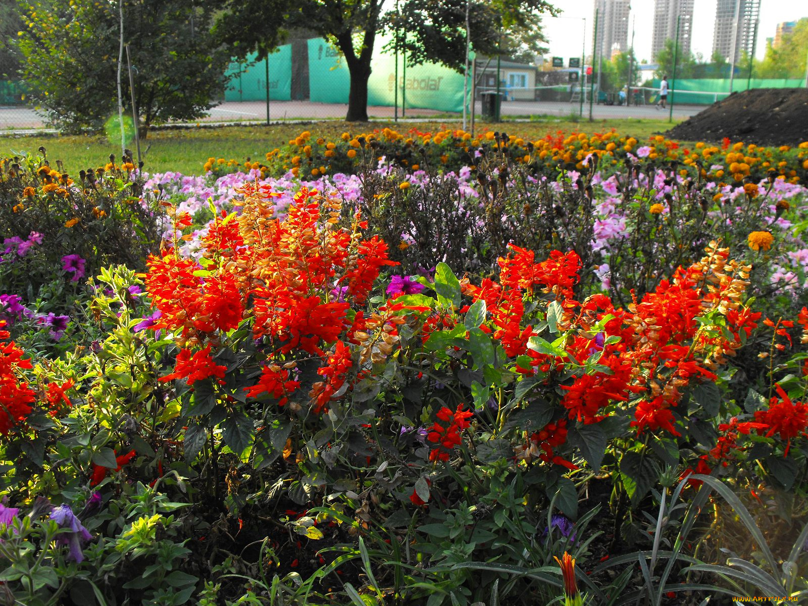 цветы, разные, вместе