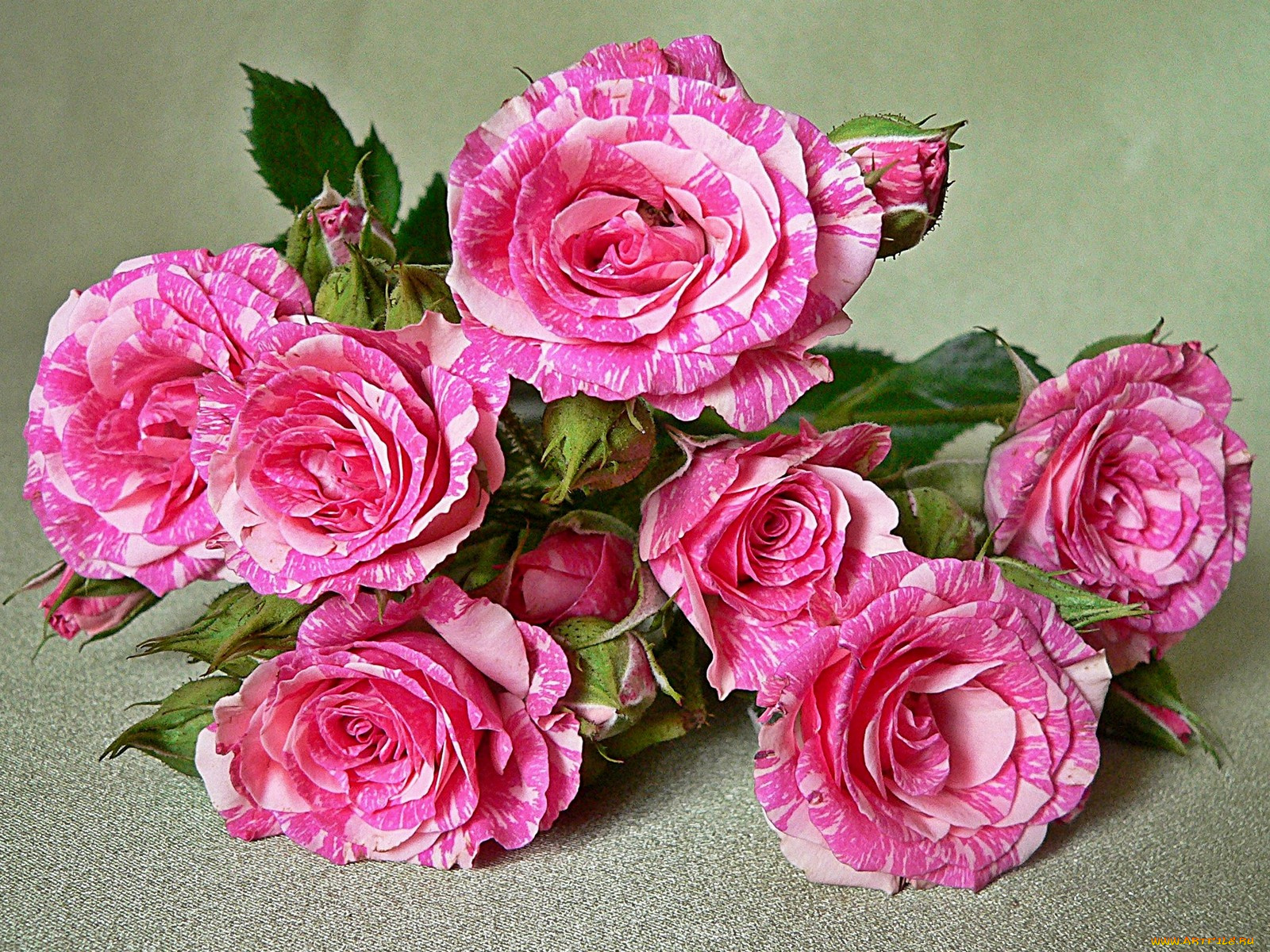 цветы, розы