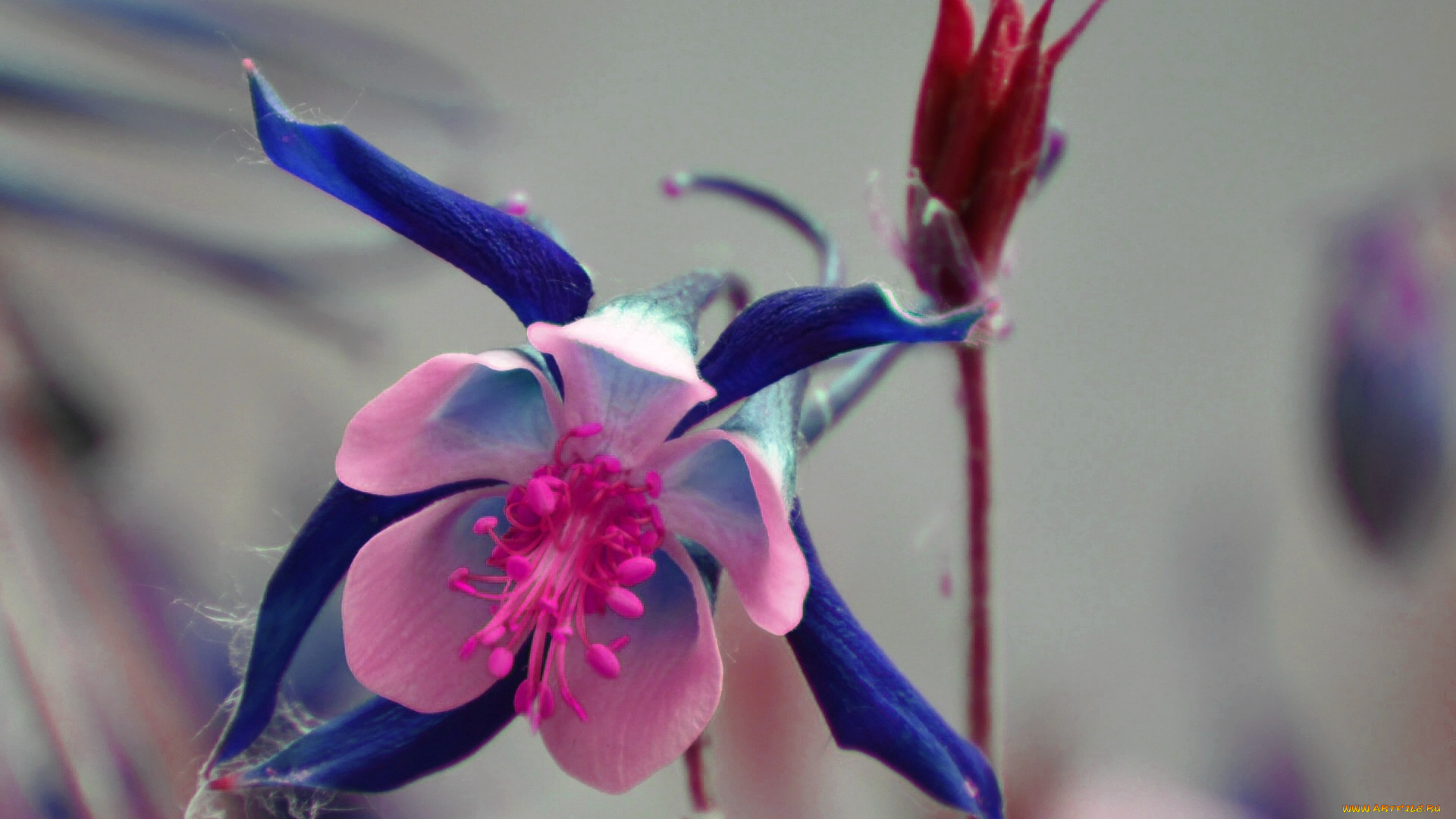 цветы, аквилегия, водосбор