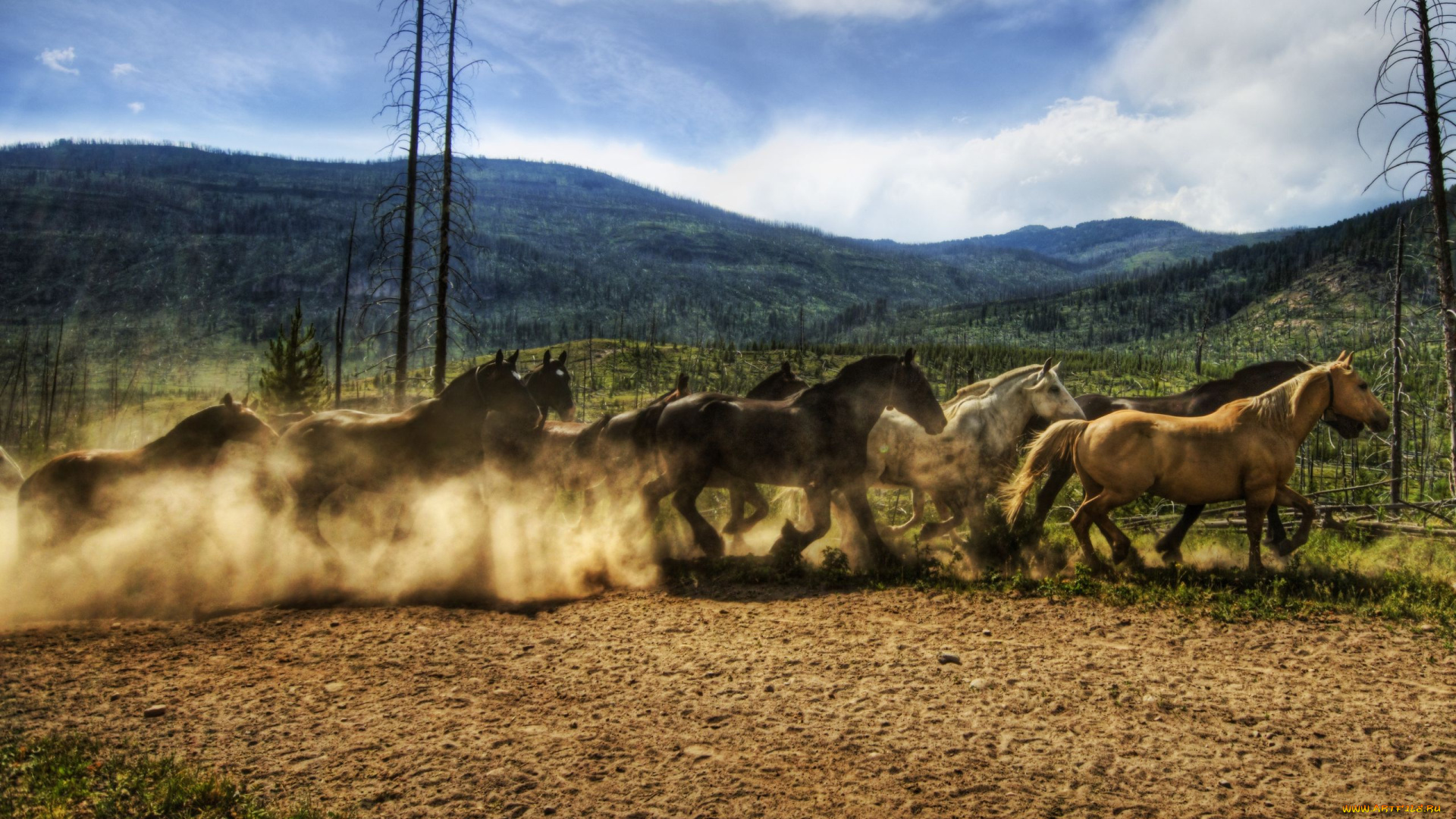 животные, лошади