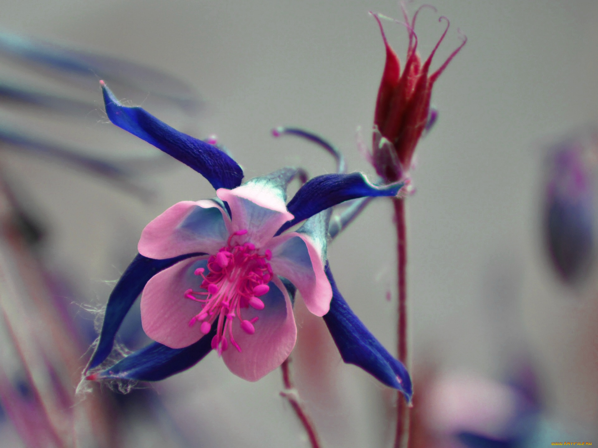 цветы, аквилегия, водосбор