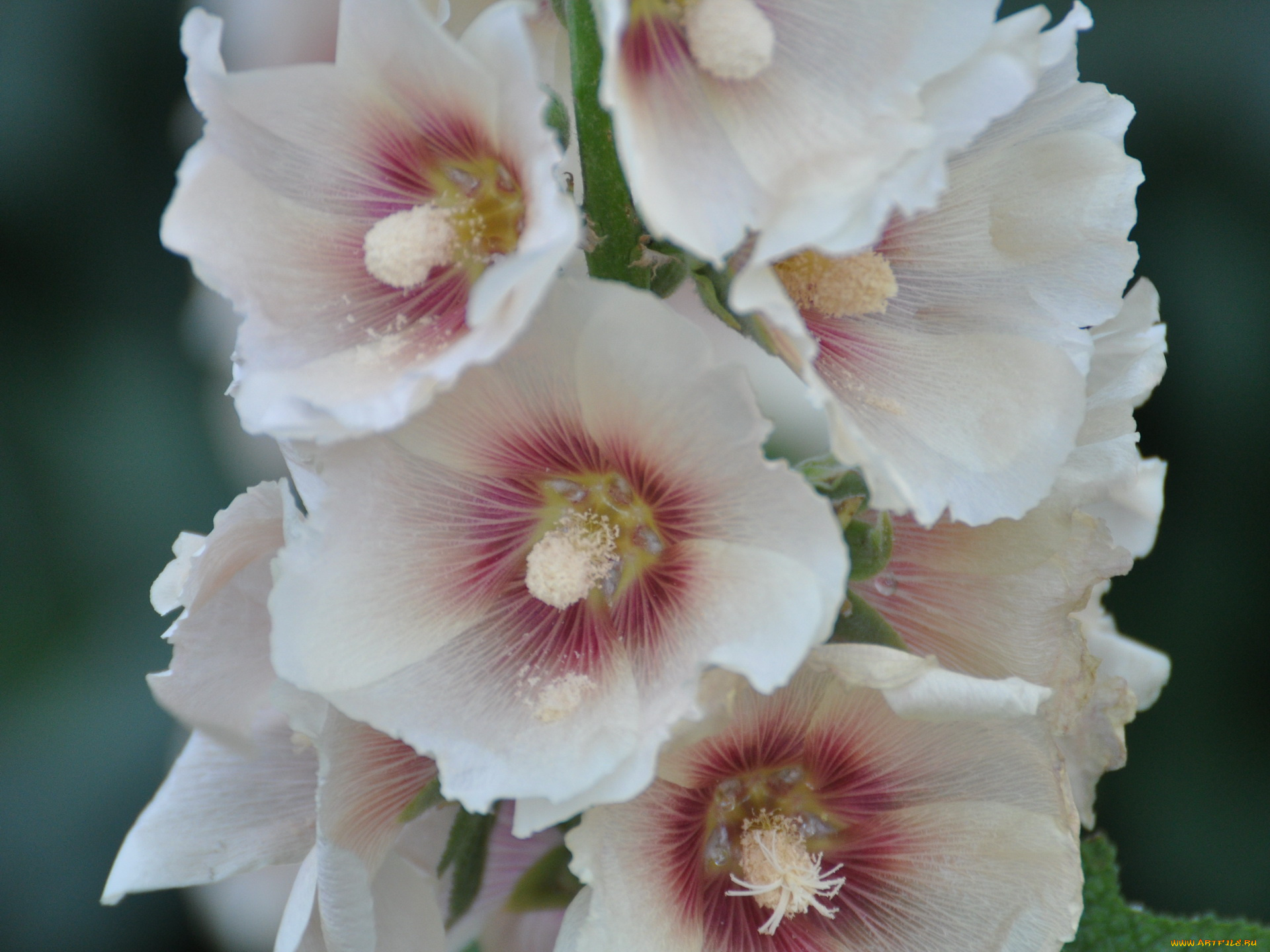 цветы, мальвы