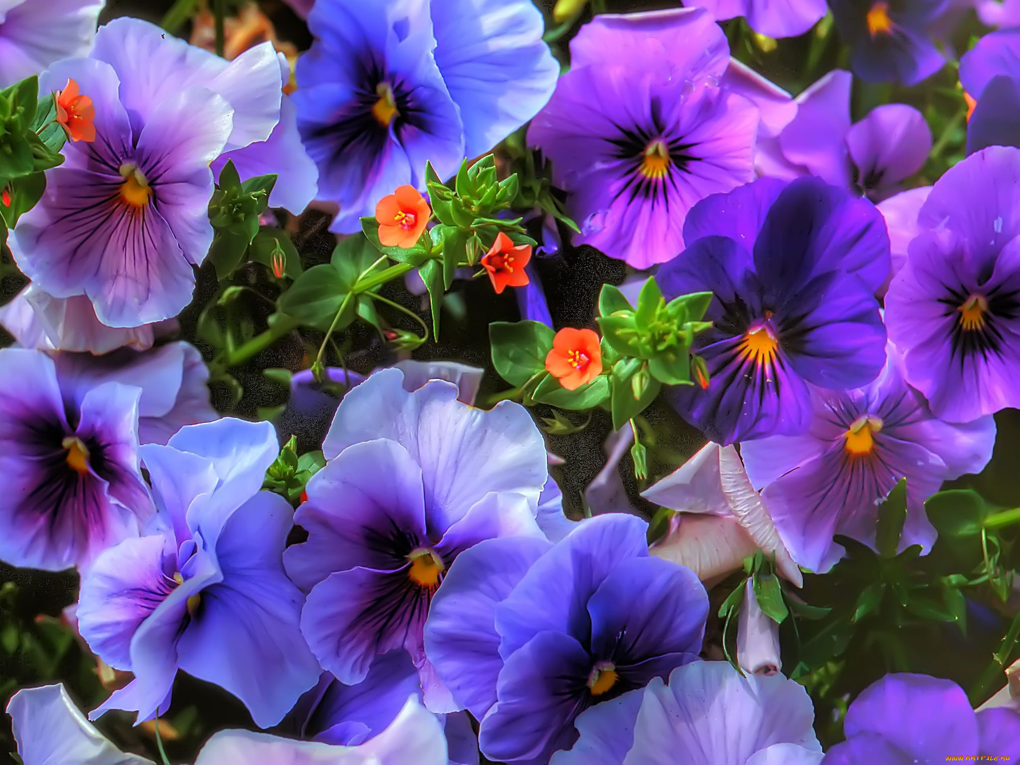 цветы, анютины, глазки, садовые, фиалки