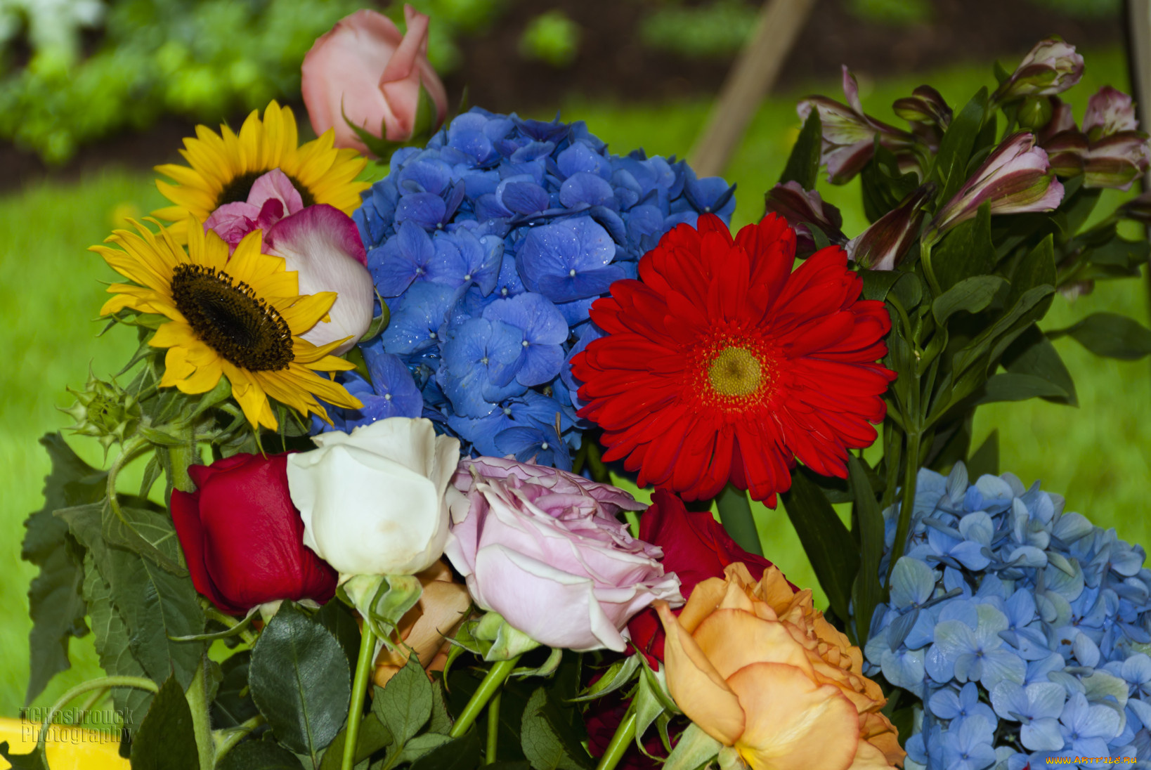 цветы, разные, вместе, лепестки, цвета