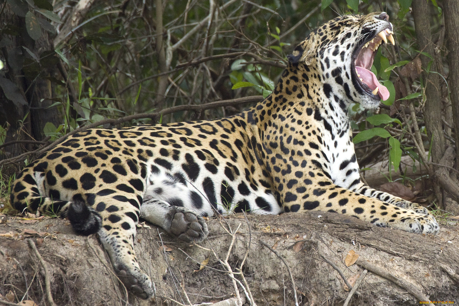 животные, Ягуары, клыки, деревья