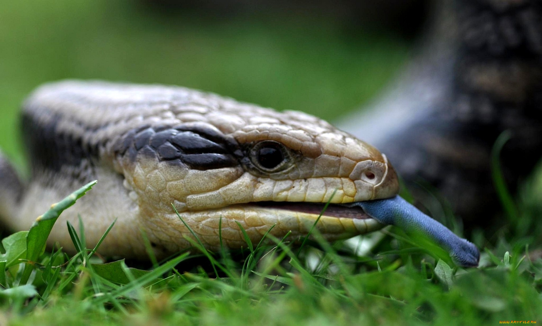 животные, Ящерицы, игуаны, вараны, язык, трава