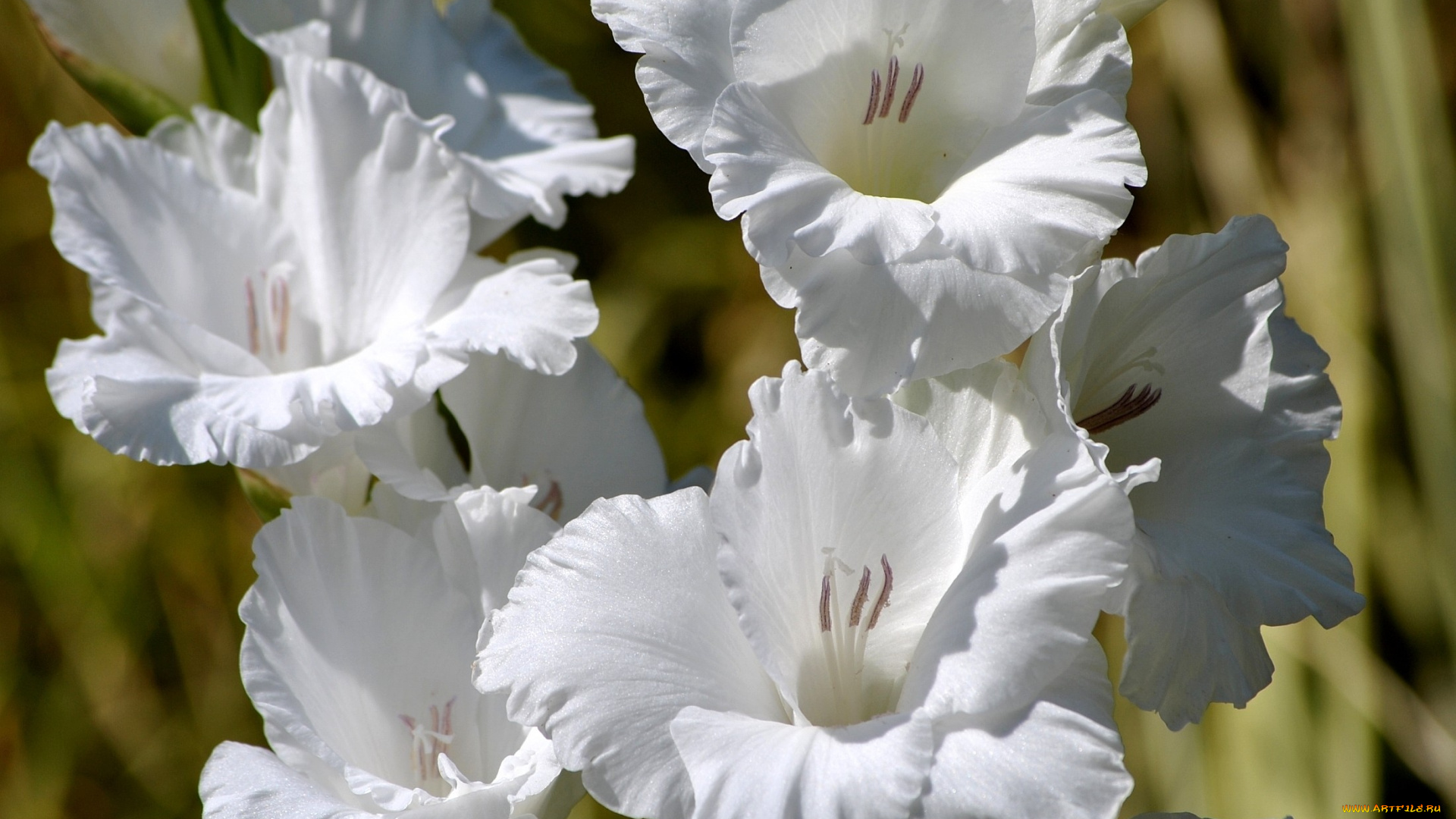 цветы, гладиолусы, белый