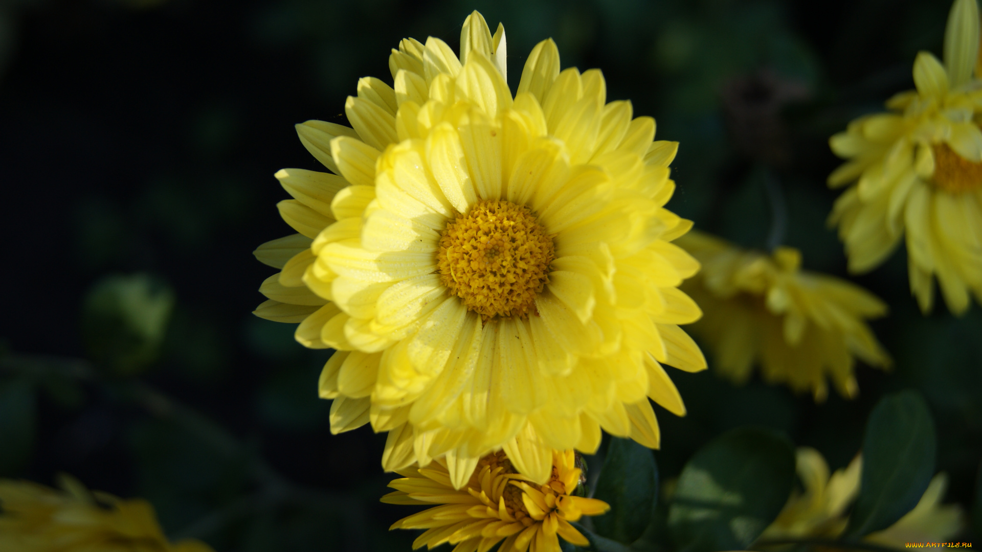 цветы, хризантемы