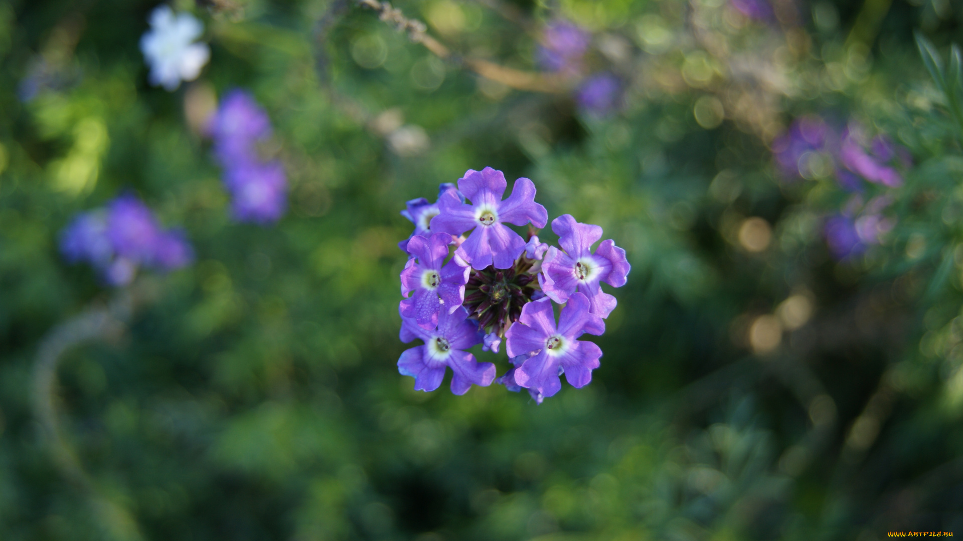 цветы, лантана, вербена