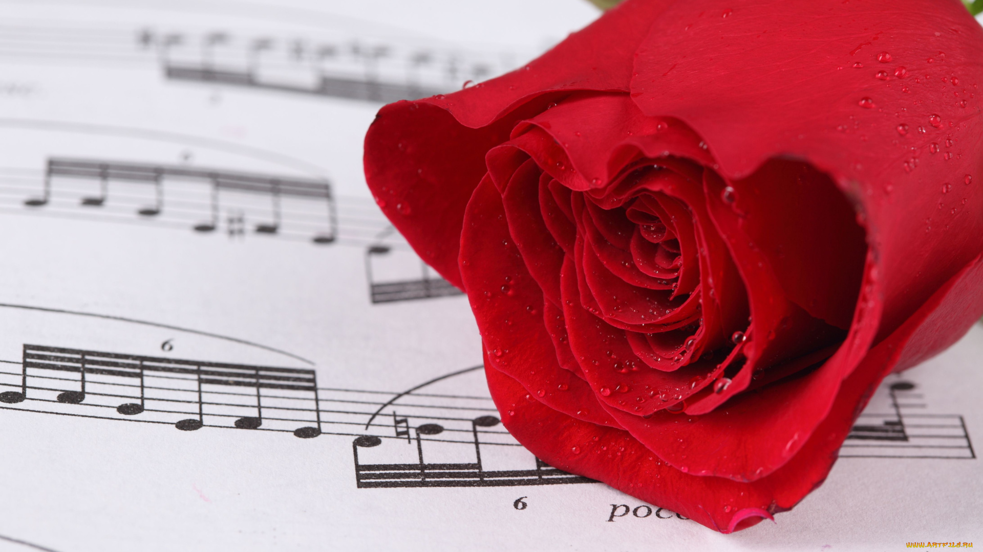 цветы, розы, бутон, ноты