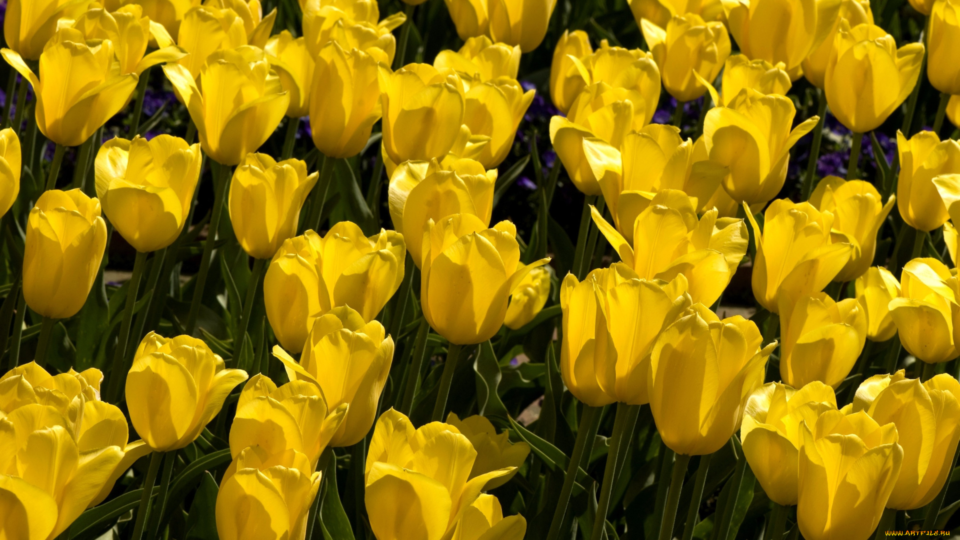 цветы, тюльпаны, много, желтый