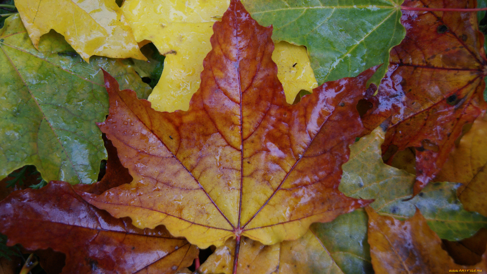 природа, листья