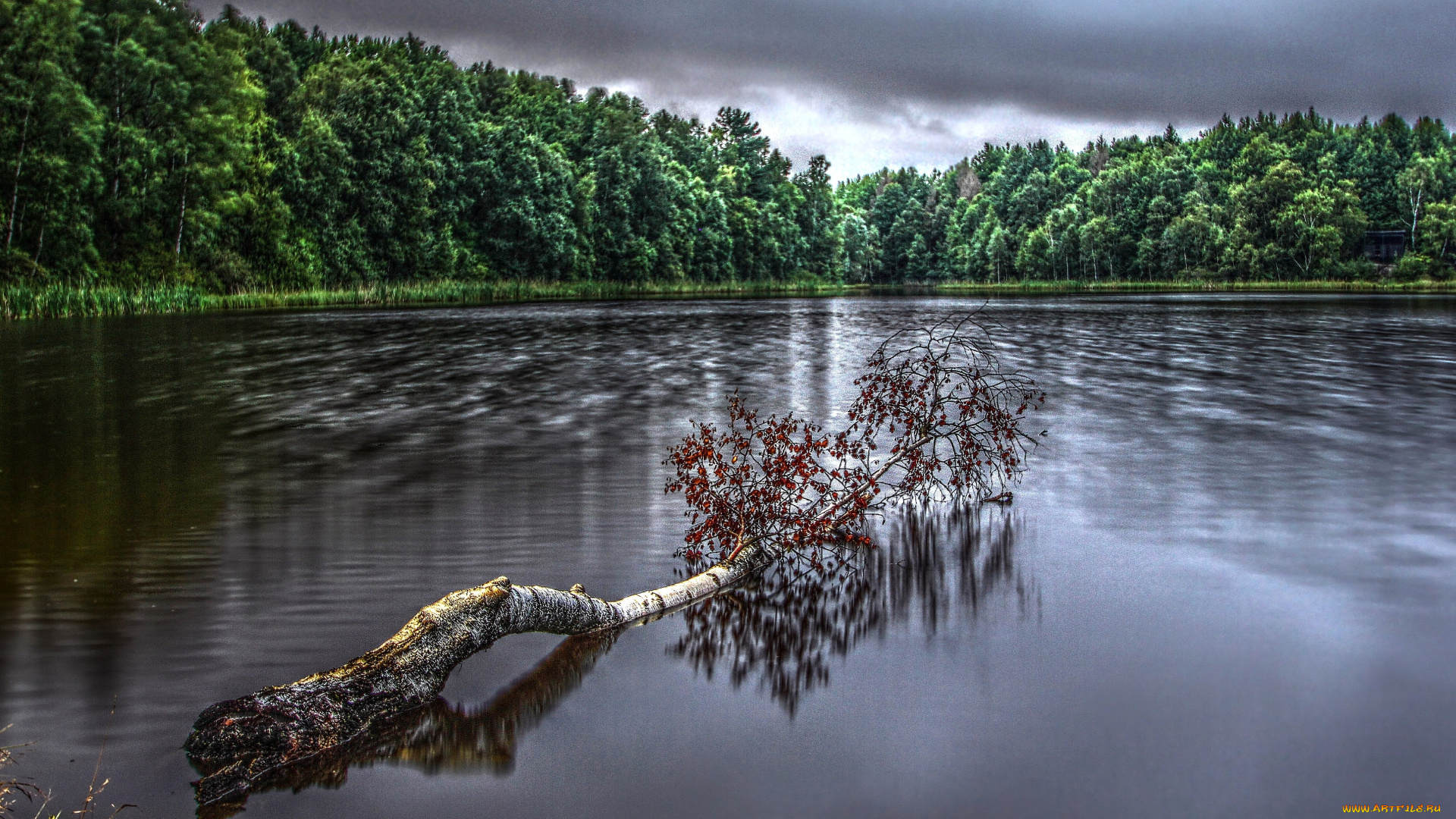 природа, реки, озера, береза, вода, лес