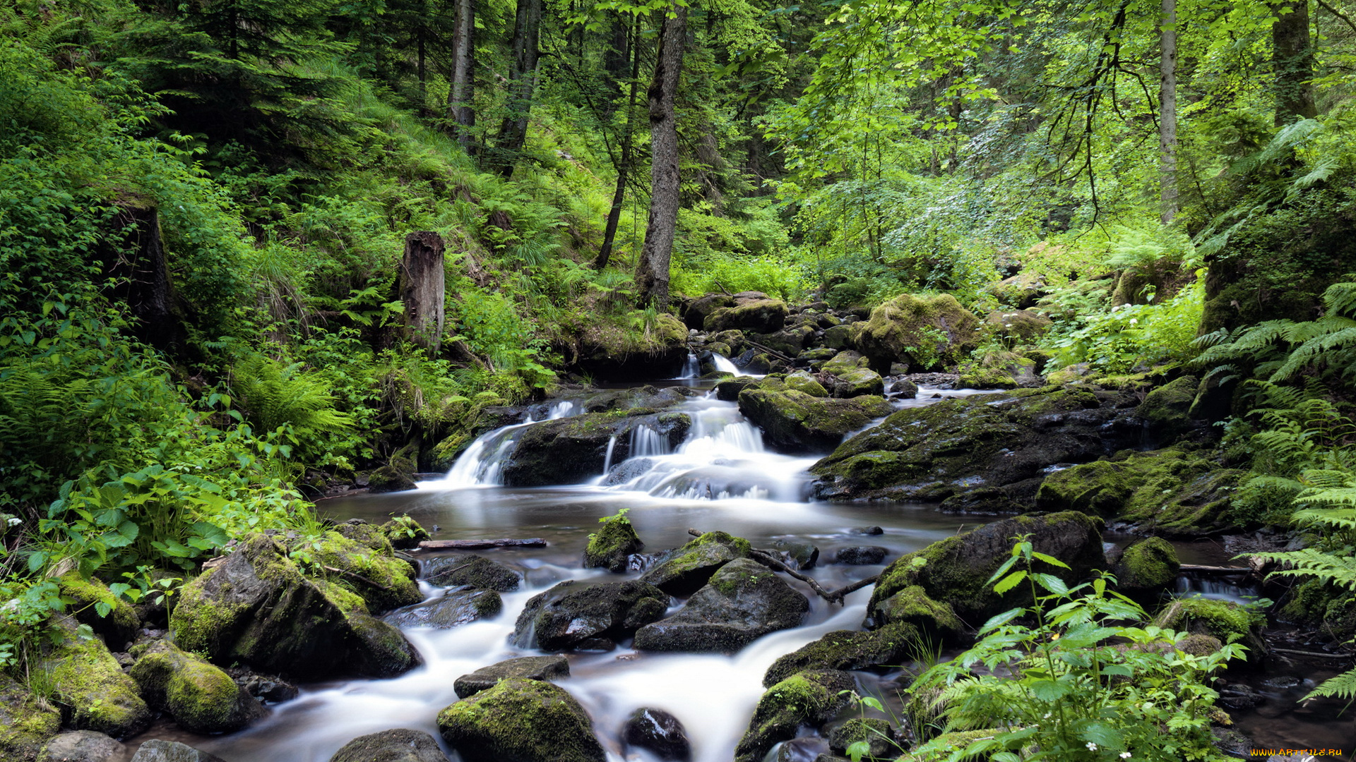 природа, реки, озера, лес, камни, река